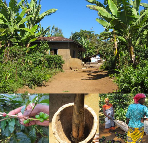 キリマンジャロコーヒーの村