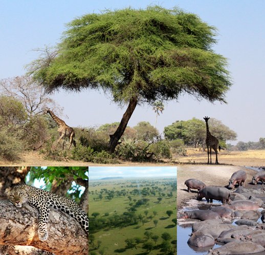 カタヴィ国立公園